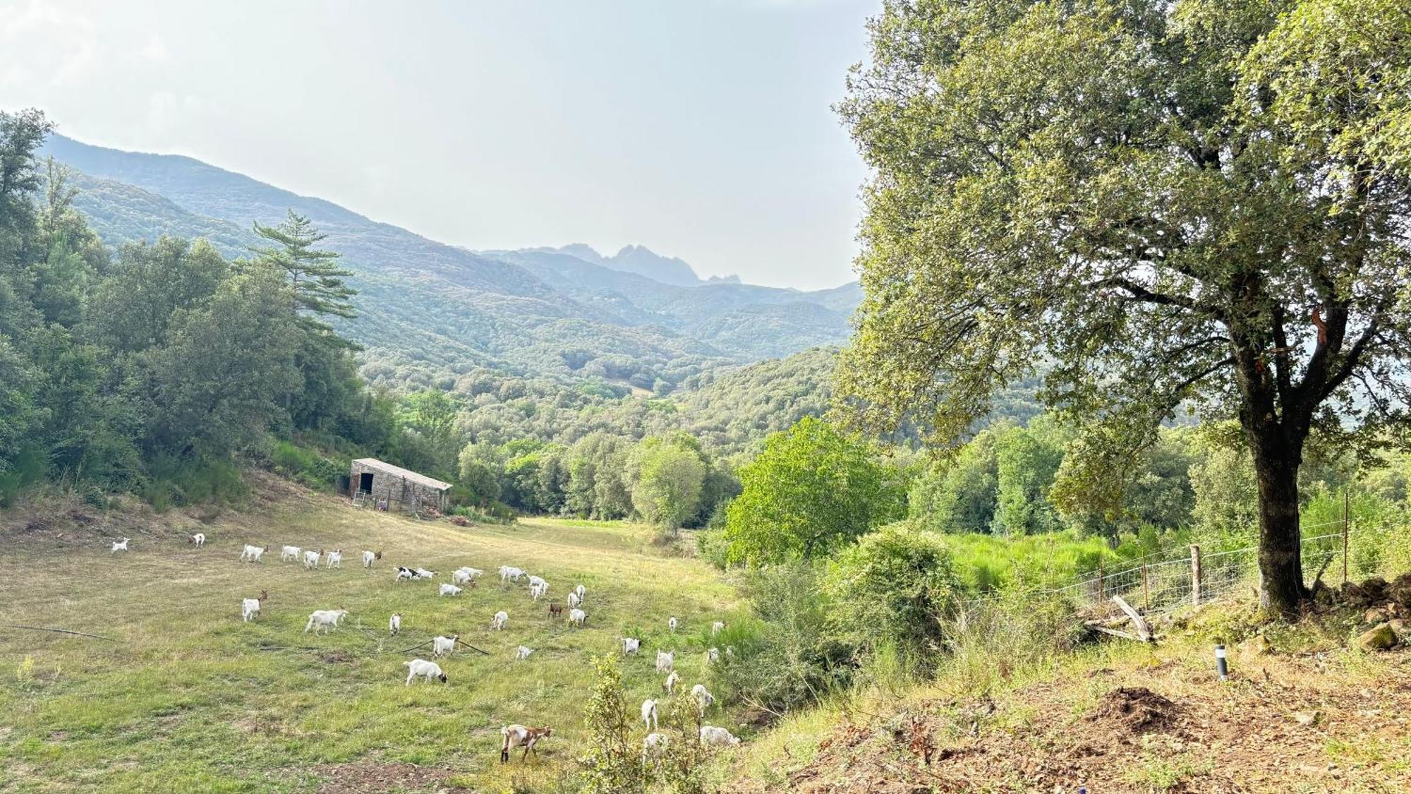 Luxury tent A Nassa Olivese